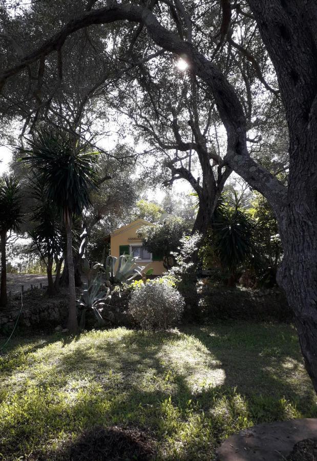 House In The Olive Garden Daire Ágios Ioánnis Dış mekan fotoğraf