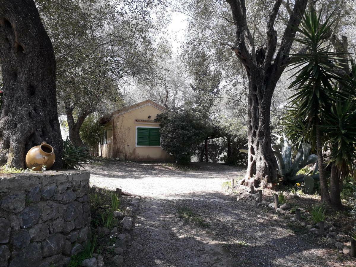 House In The Olive Garden Daire Ágios Ioánnis Dış mekan fotoğraf